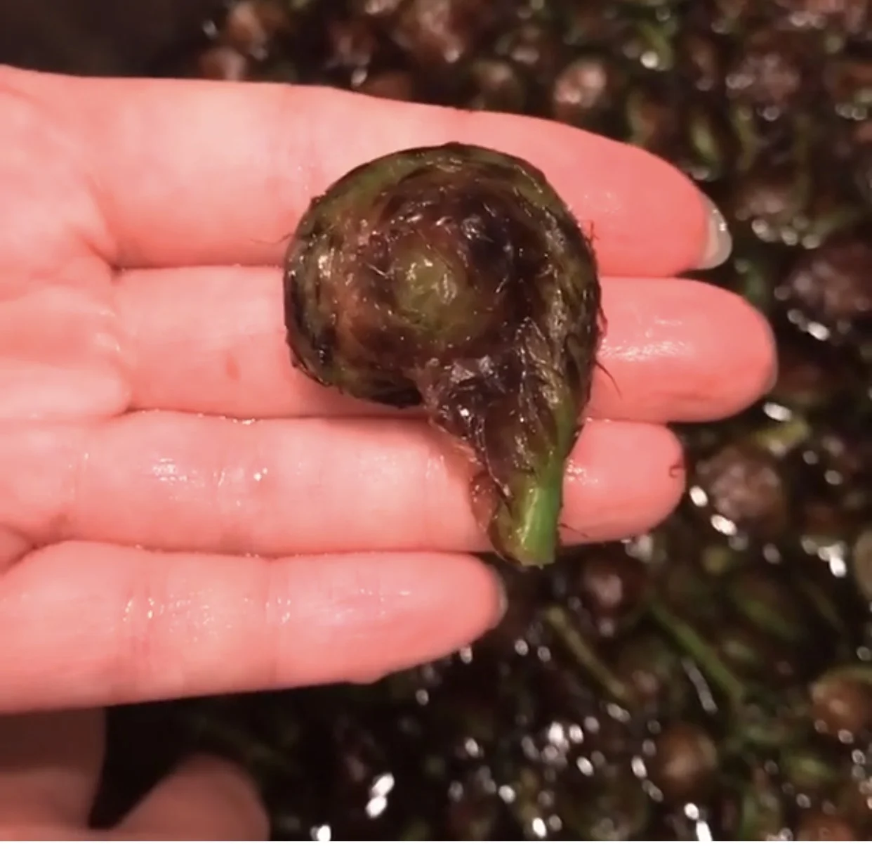 Ever seen a fiddlehead fern?