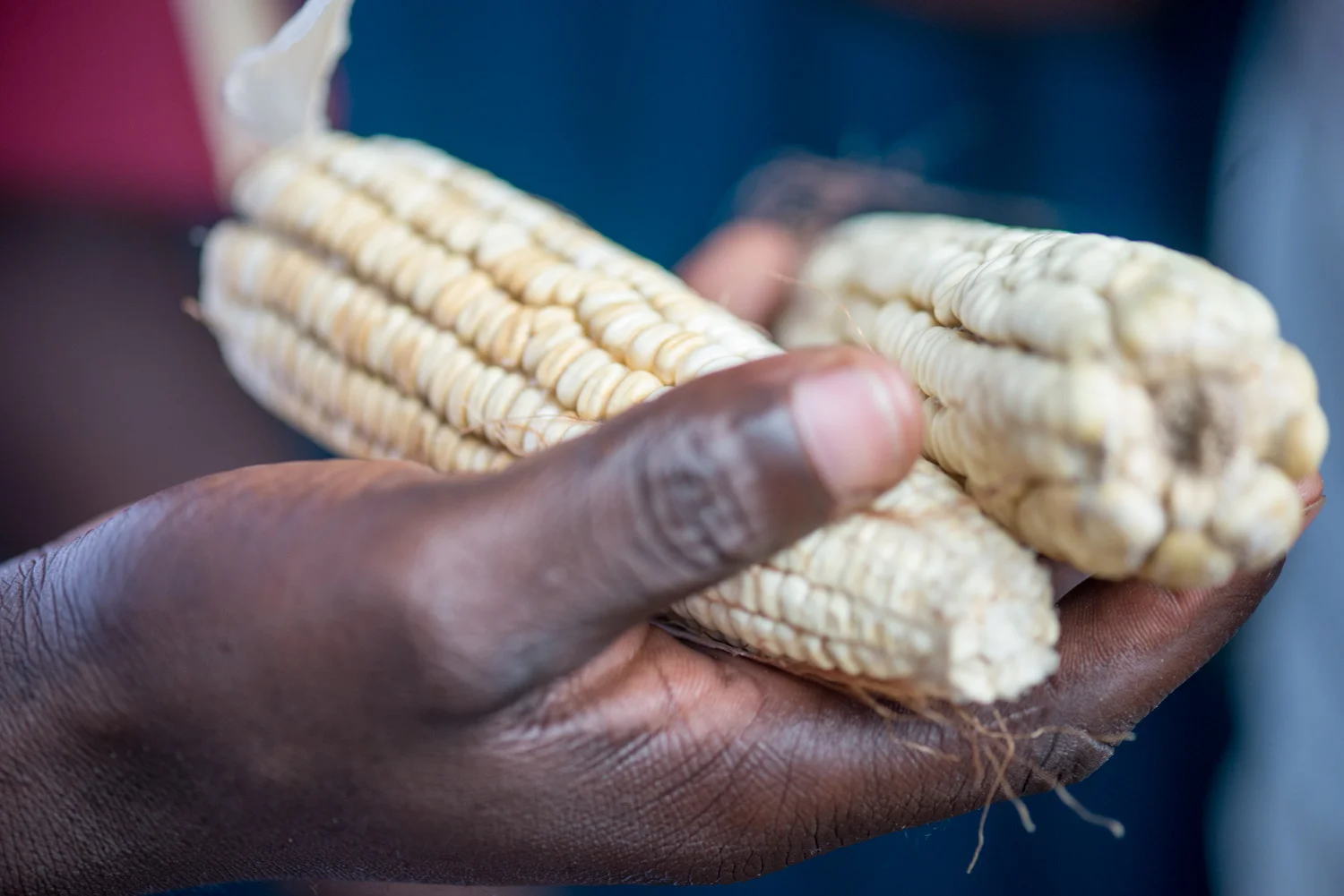 Maize