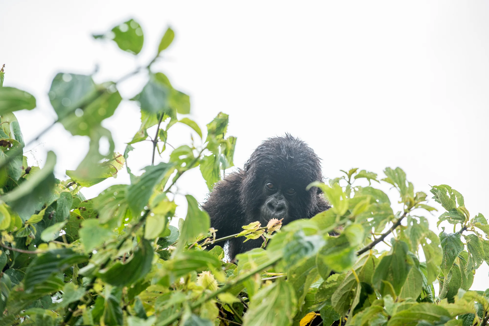 Randazzo_Gorillas_20150228_00285.jpg
