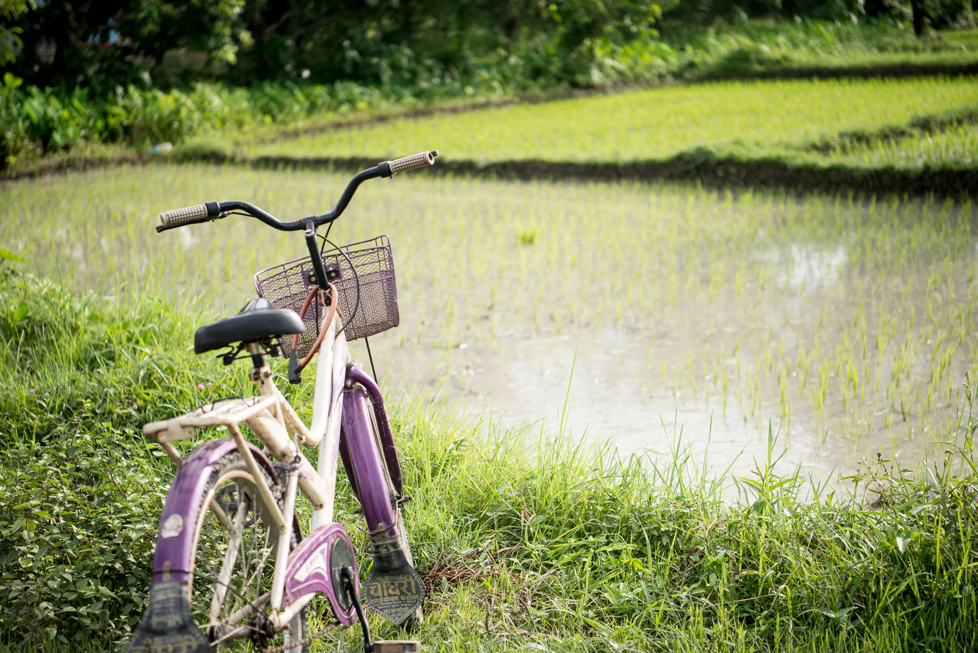Randazzo_Chitwan_20160702_00145.jpg