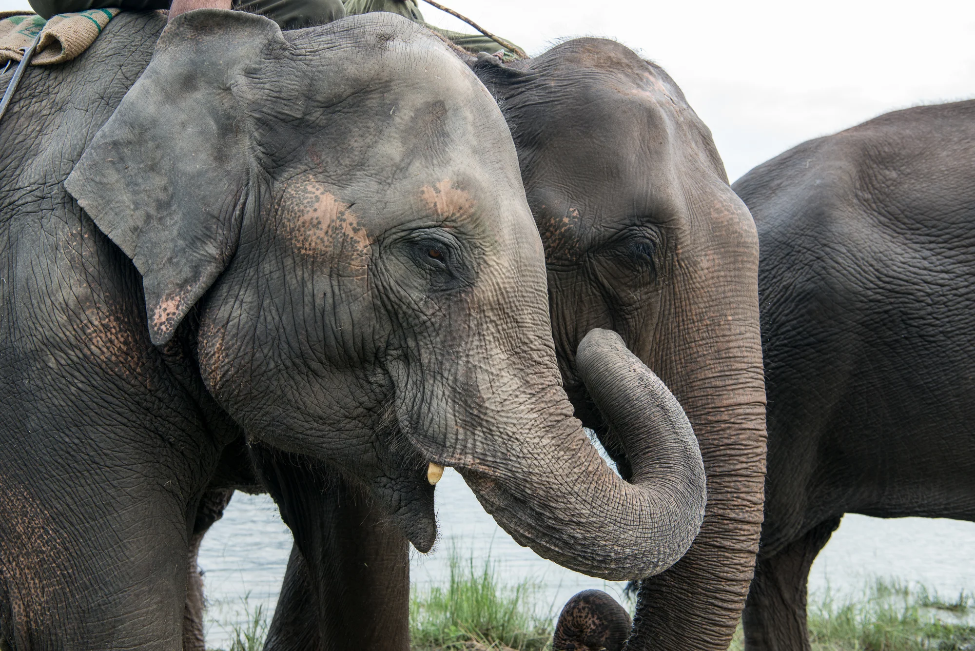 Randazzo_Chitwan_20160702_00342.jpg