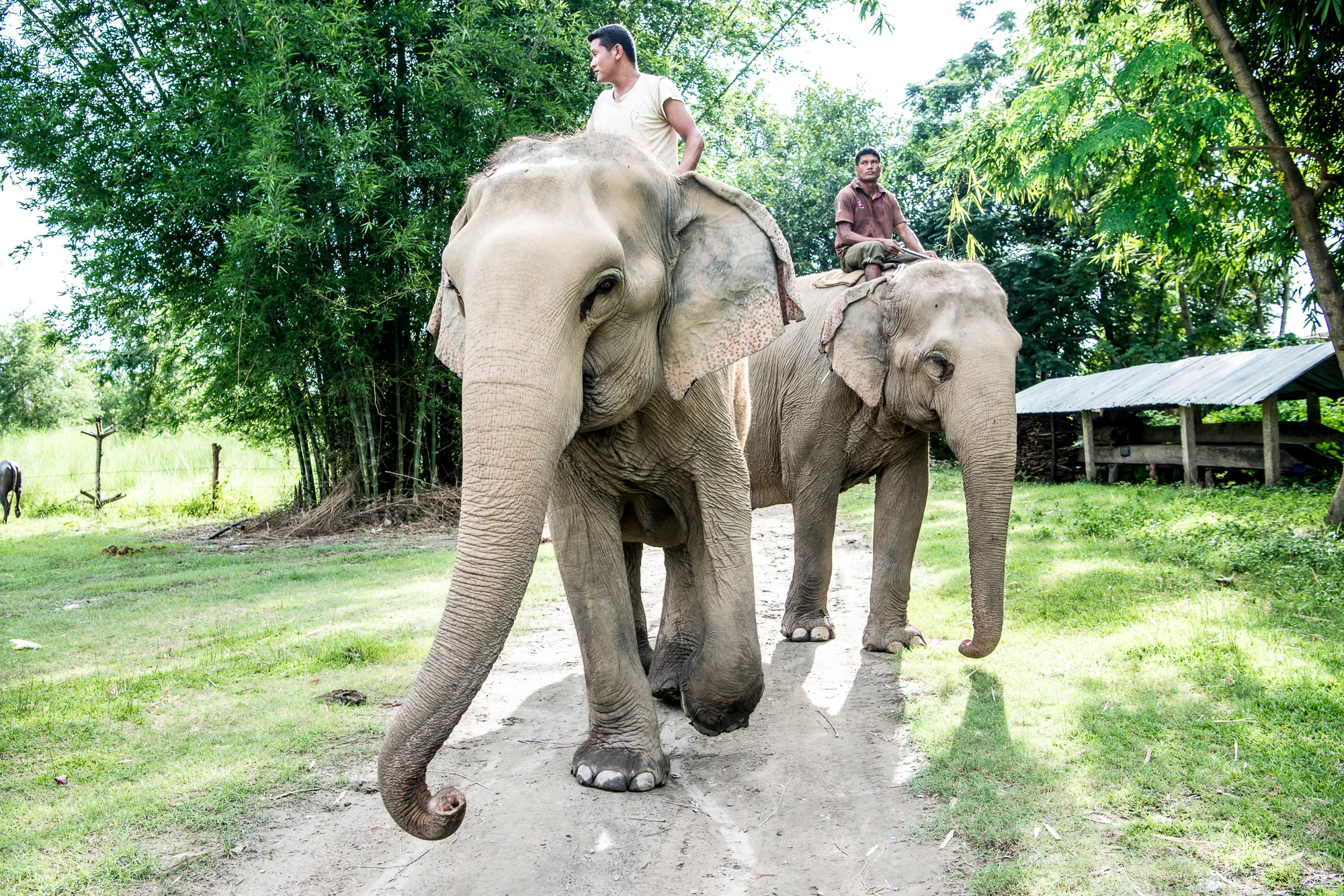 Randazzo_Chitwan_20160703_00593.jpg