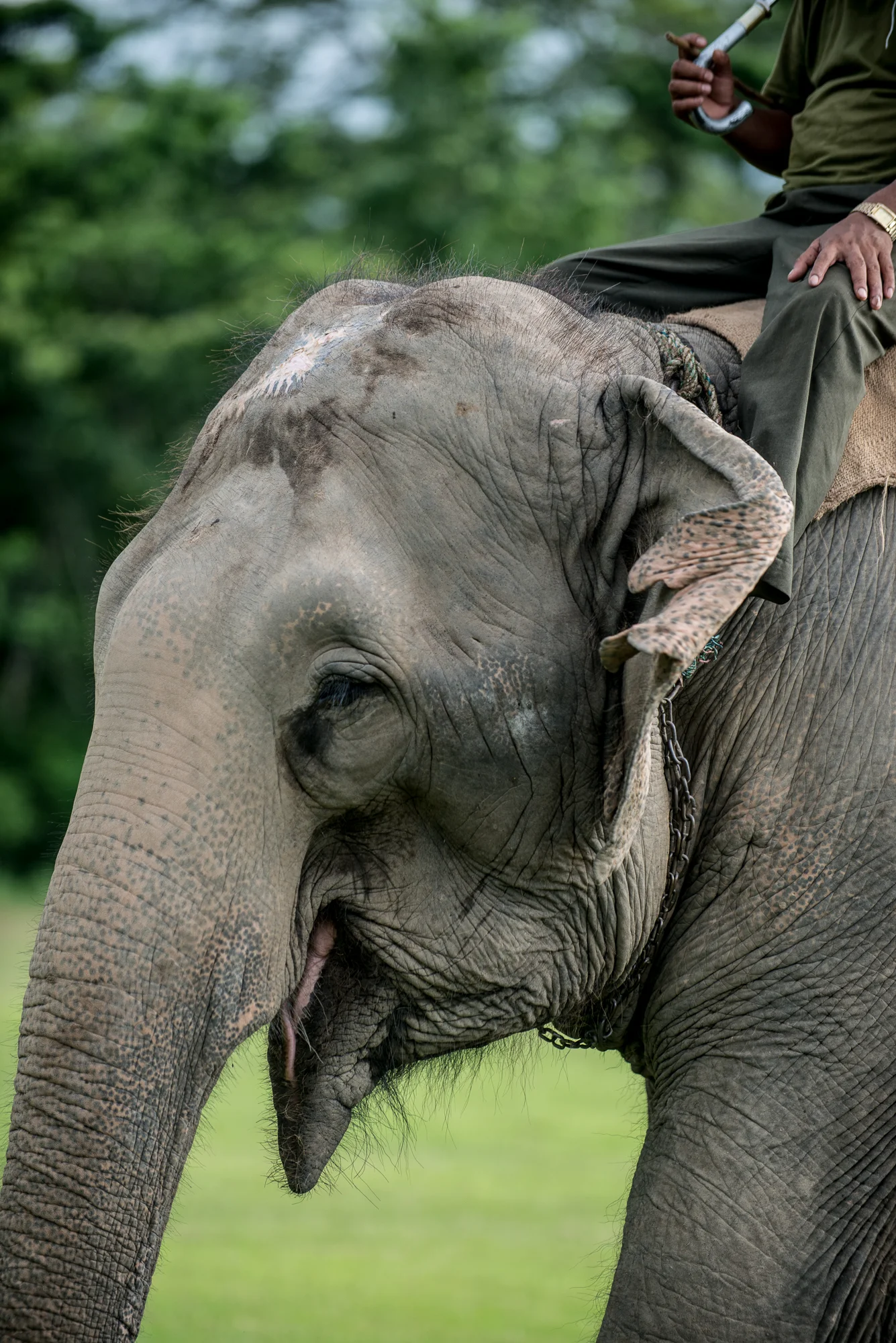 Randazzo_Chitwan_20160703_00701.jpg