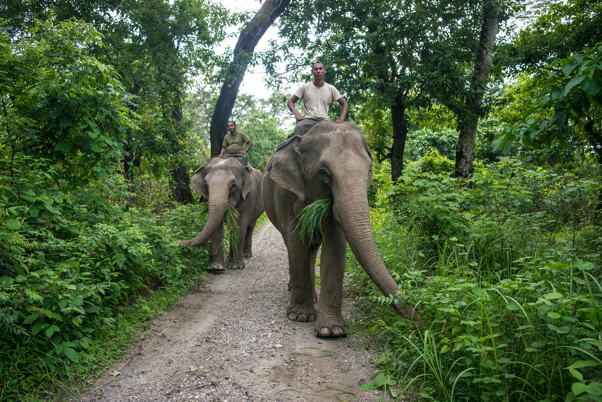 Randazzo_Chitwan_20160703_00755.jpg