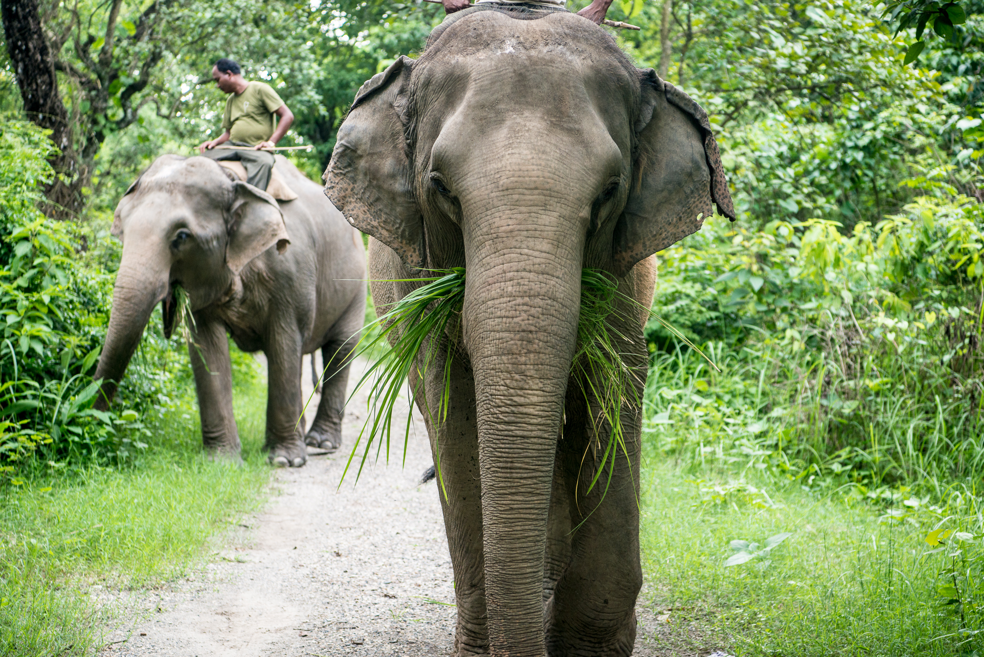 Randazzo_Chitwan_20160703_00766.jpg