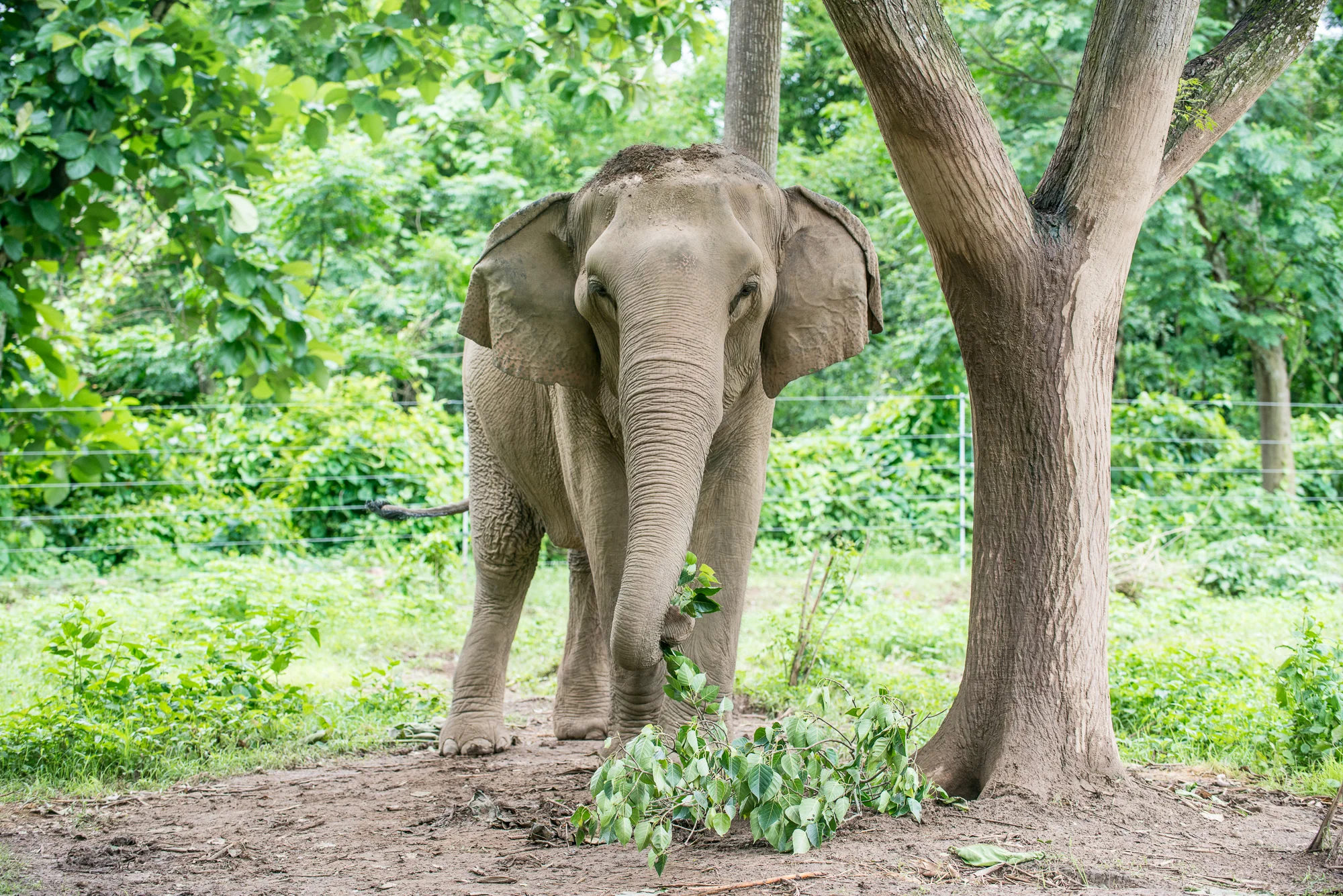 Randazzo_Chitwan_20160704_00960.jpg