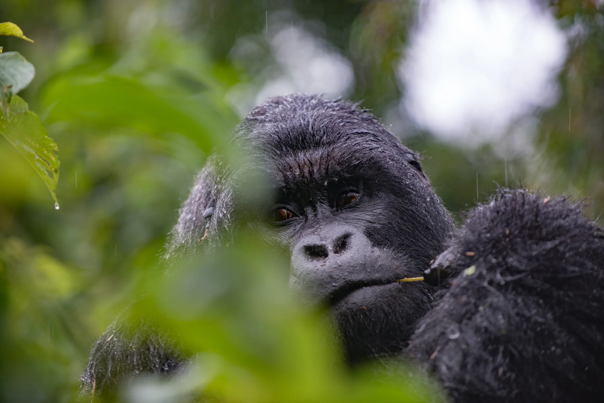 Randazzo_Gorillas_20150228_00113square3.jpg