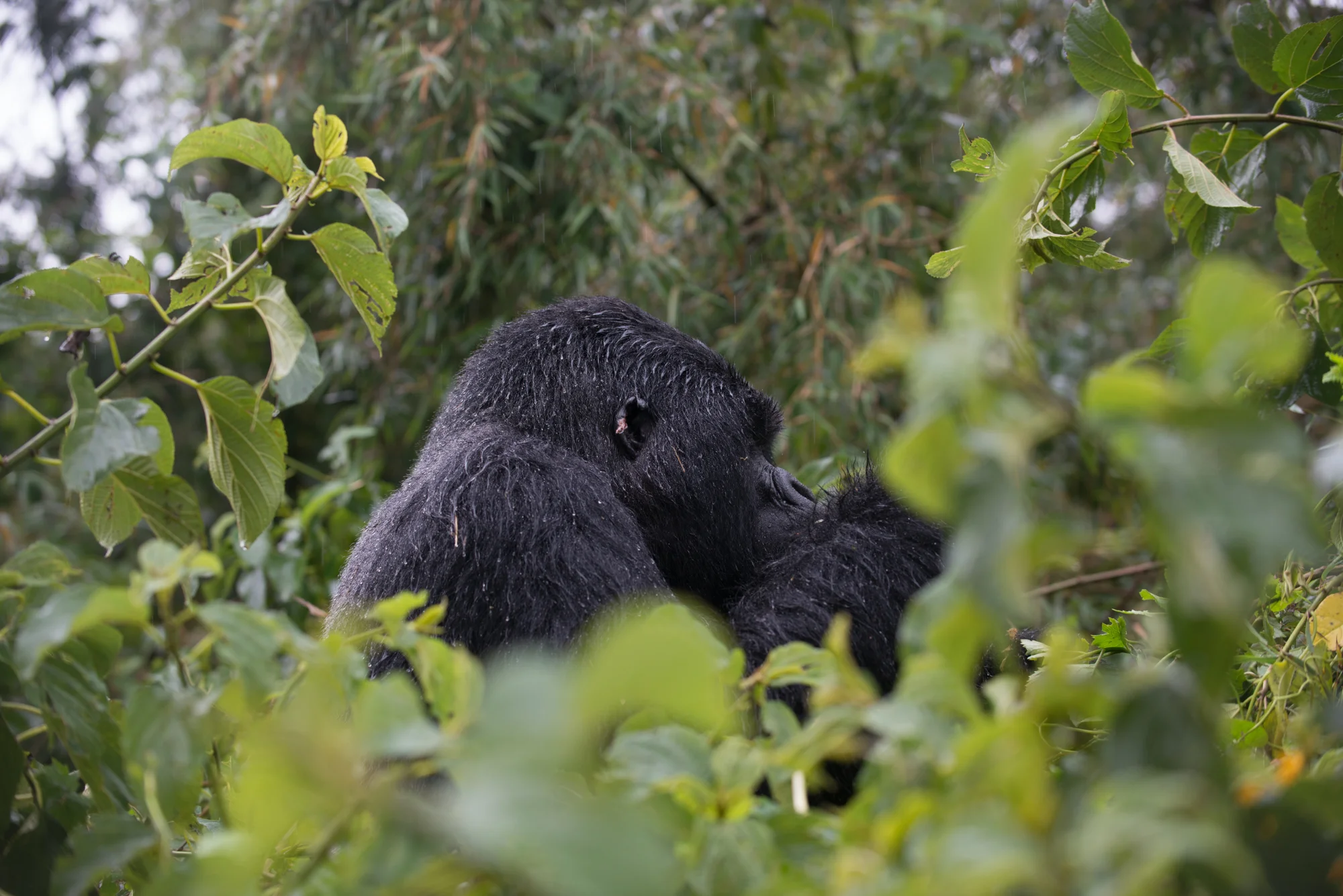 Randazzo_Gorillas_20150228_00085square3.jpg