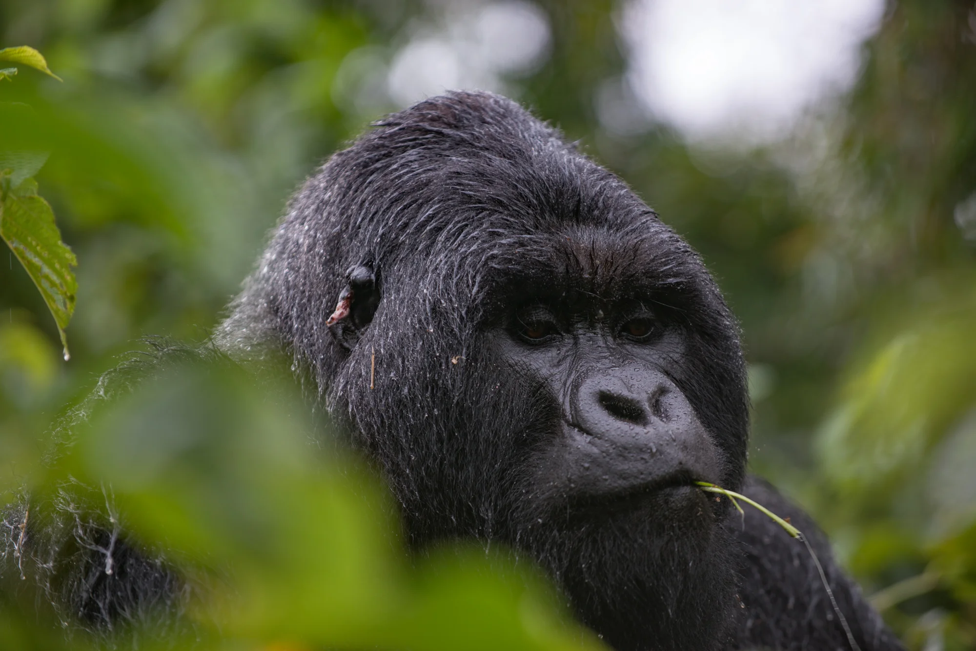 Randazzo_Gorillas_20150228_00121square3.jpg