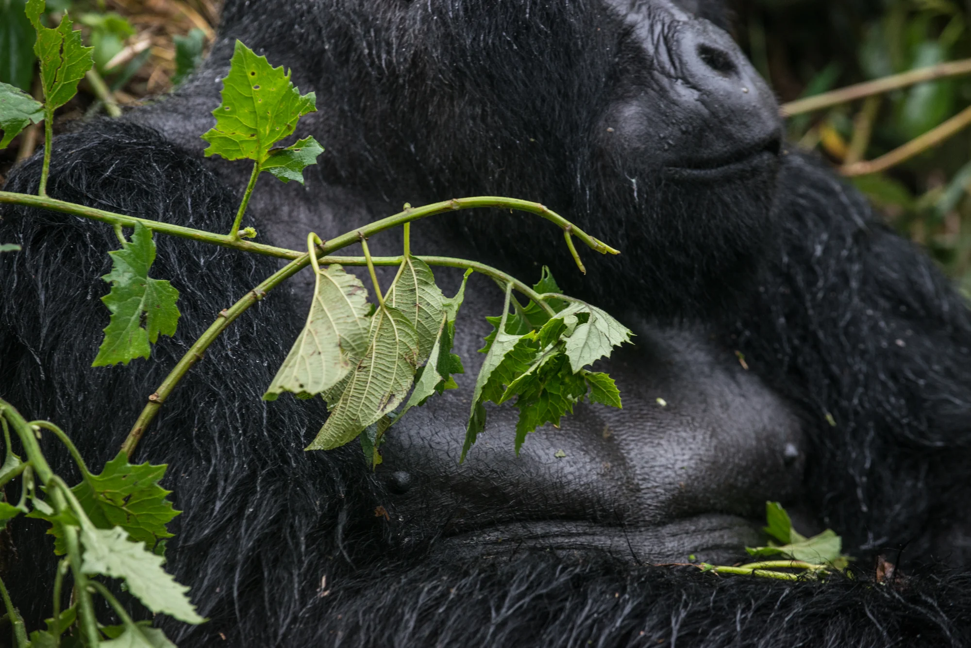 Randazzo_Gorillas_20150228_00168square3.jpg