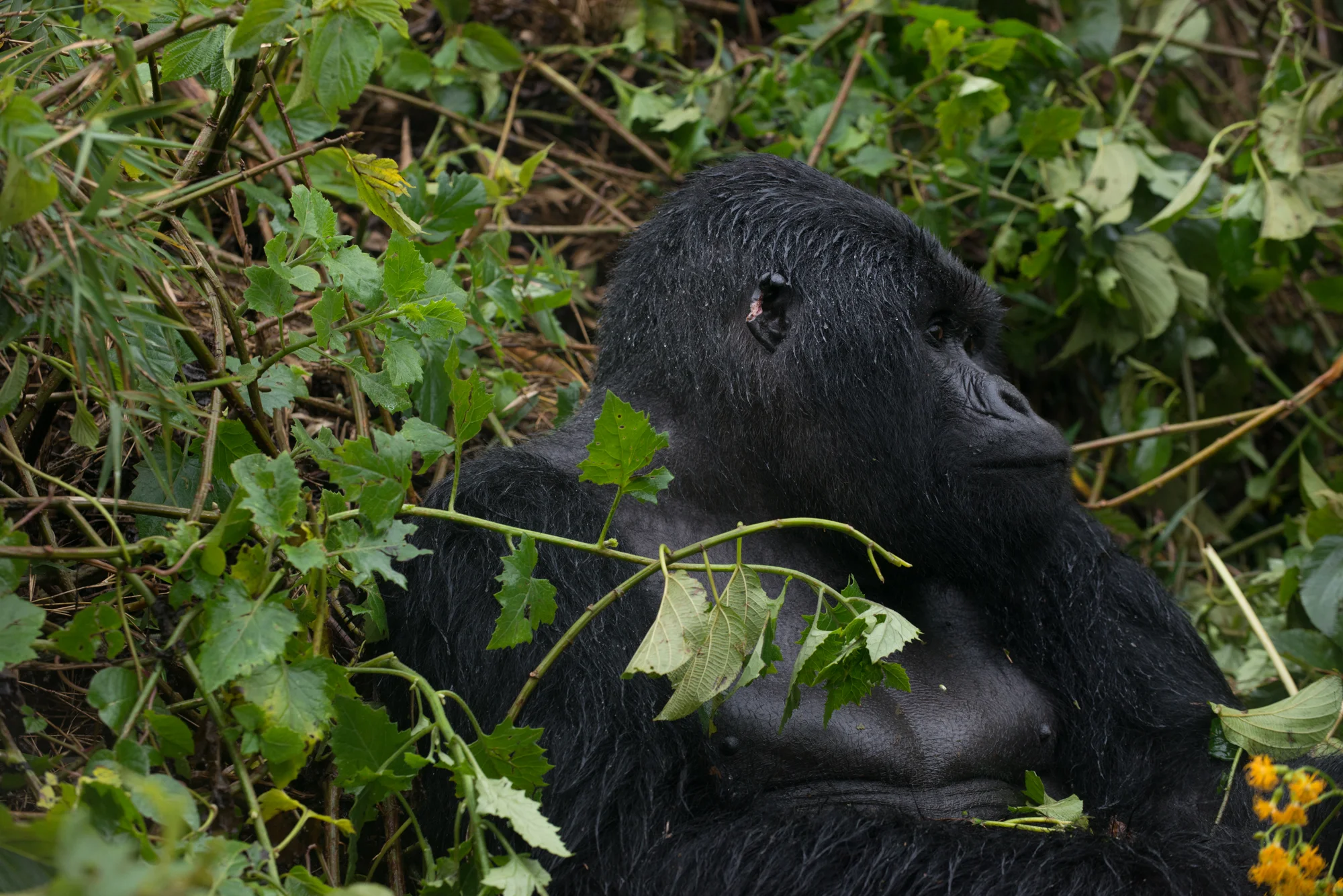 Randazzo_Gorillas_20150228_00170square3.jpg