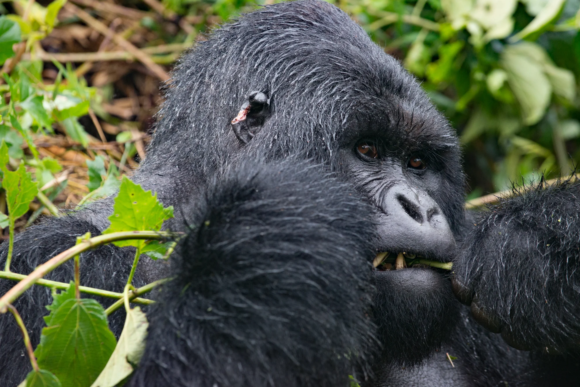 Randazzo_Gorillas_20150228_00183square3.jpg