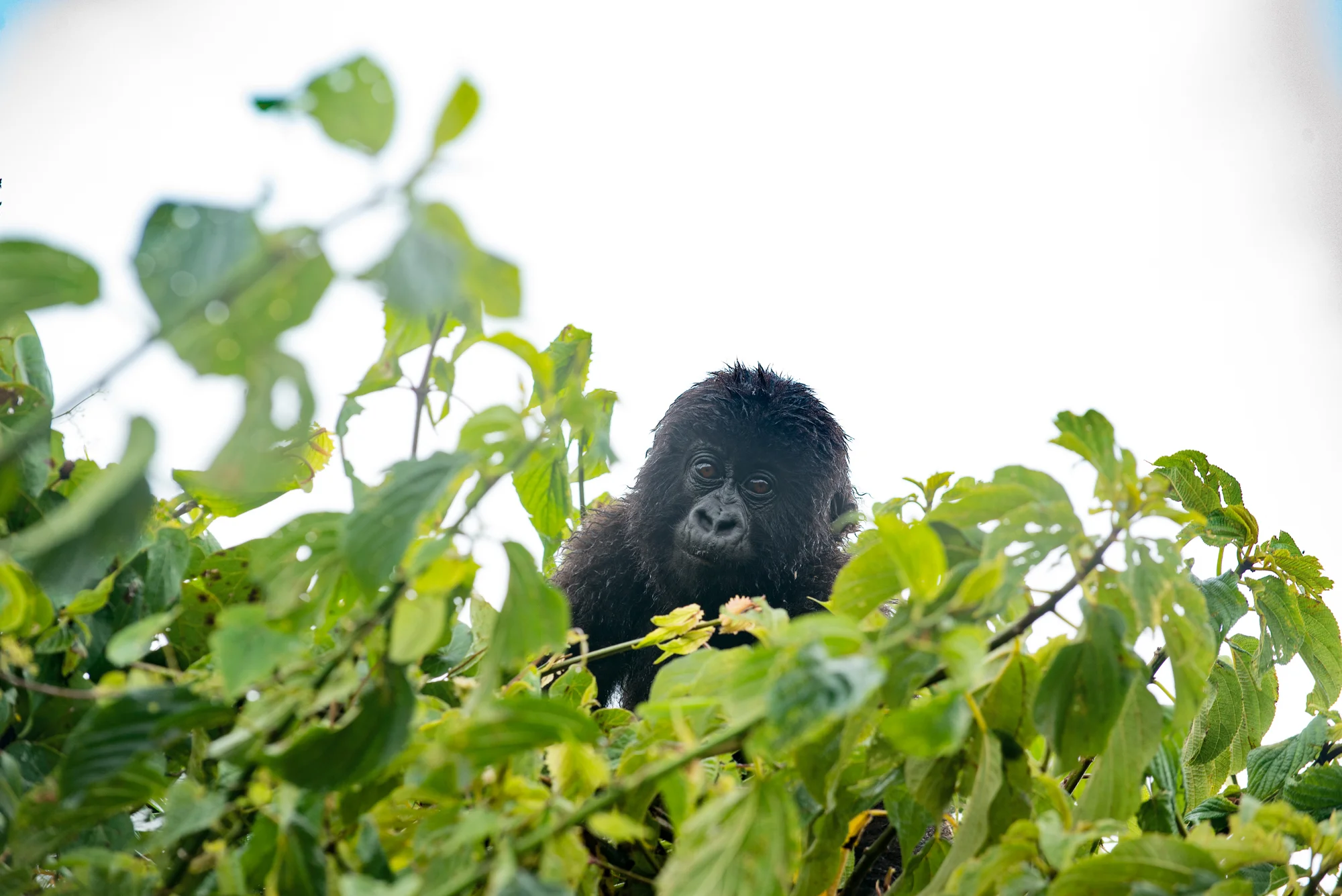 Randazzo_Gorillas_20150228_00284square3.jpg