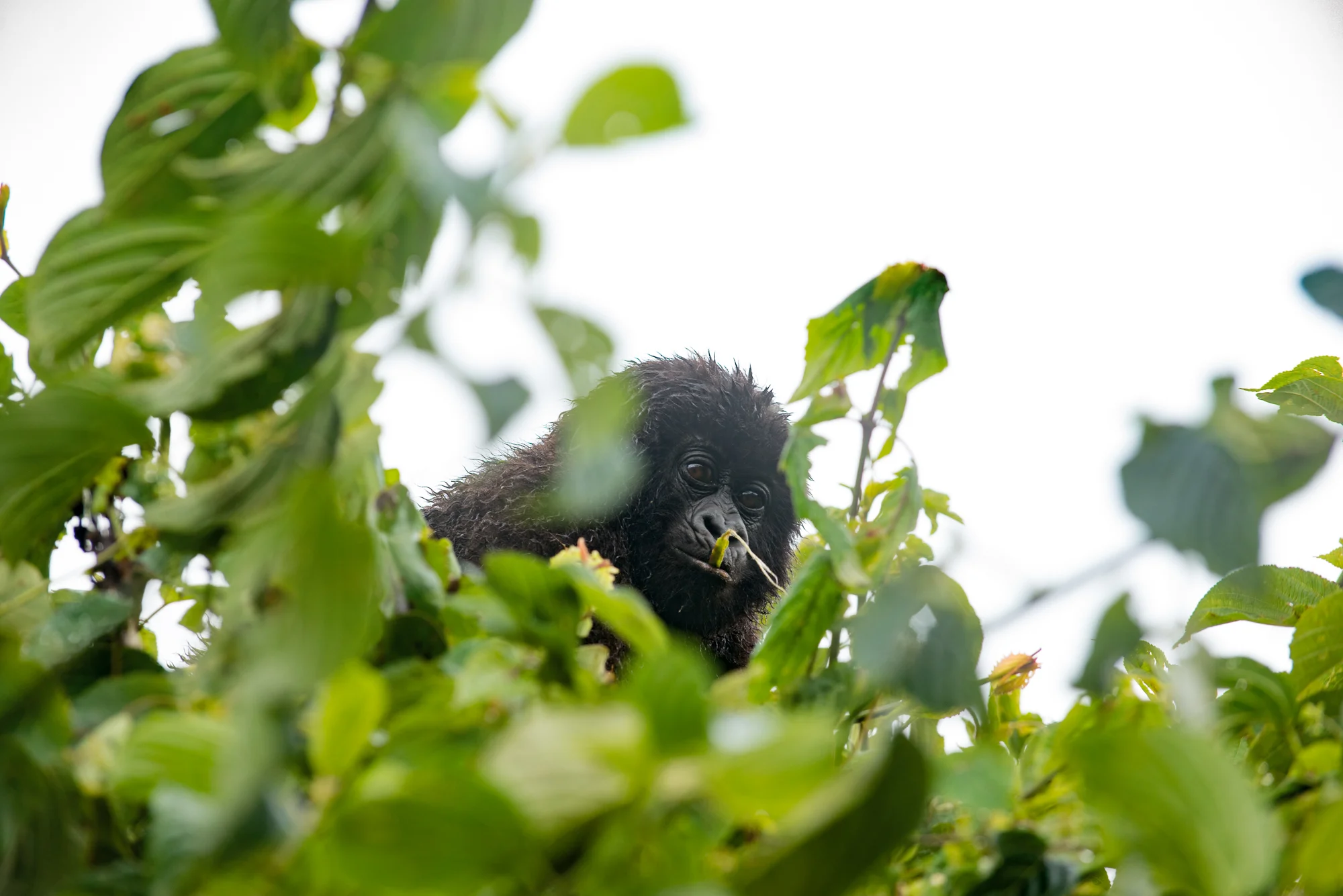 Randazzo_Gorillas_20150228_00293square3.jpg