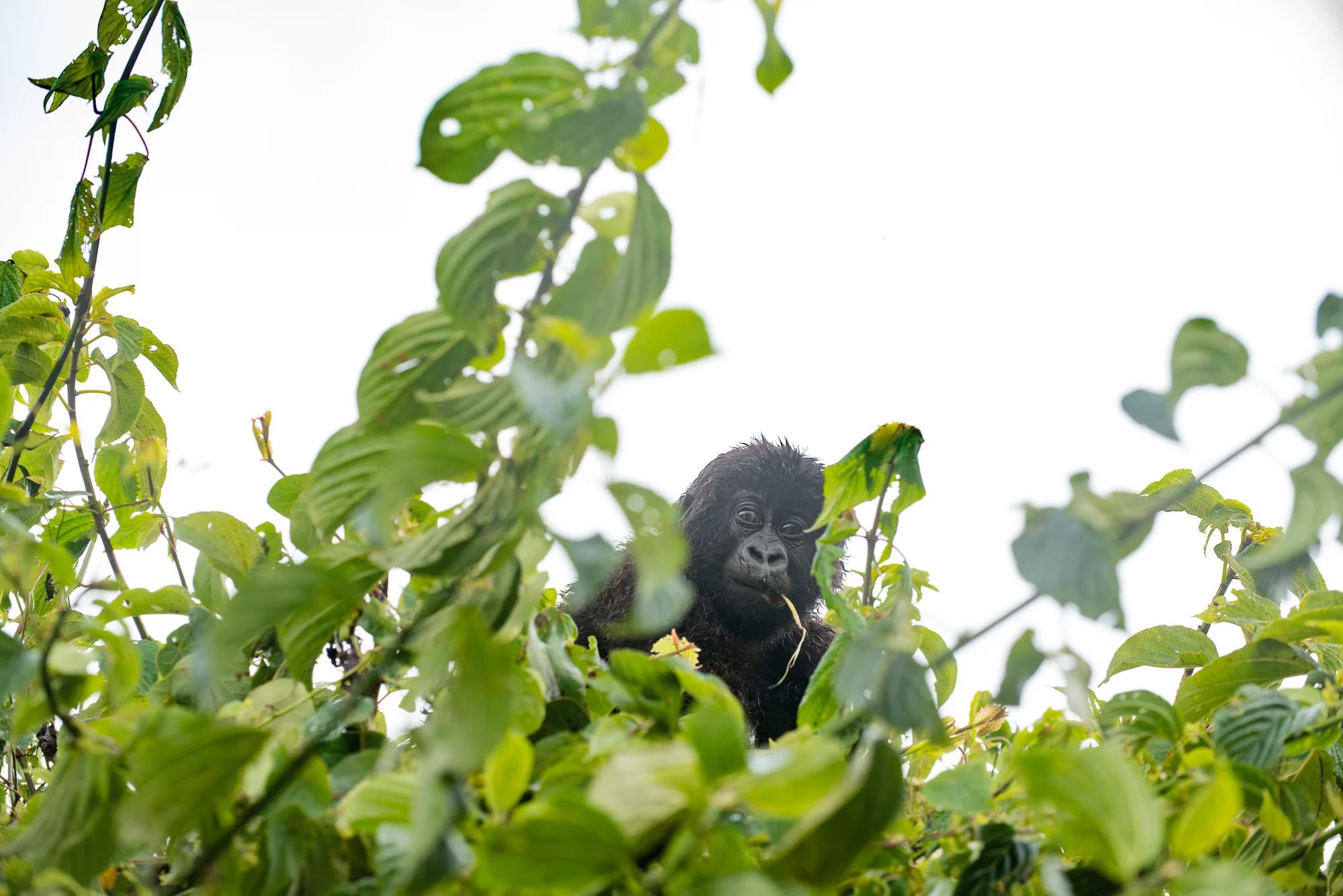 Randazzo_Gorillas_20150228_00295square3.jpg