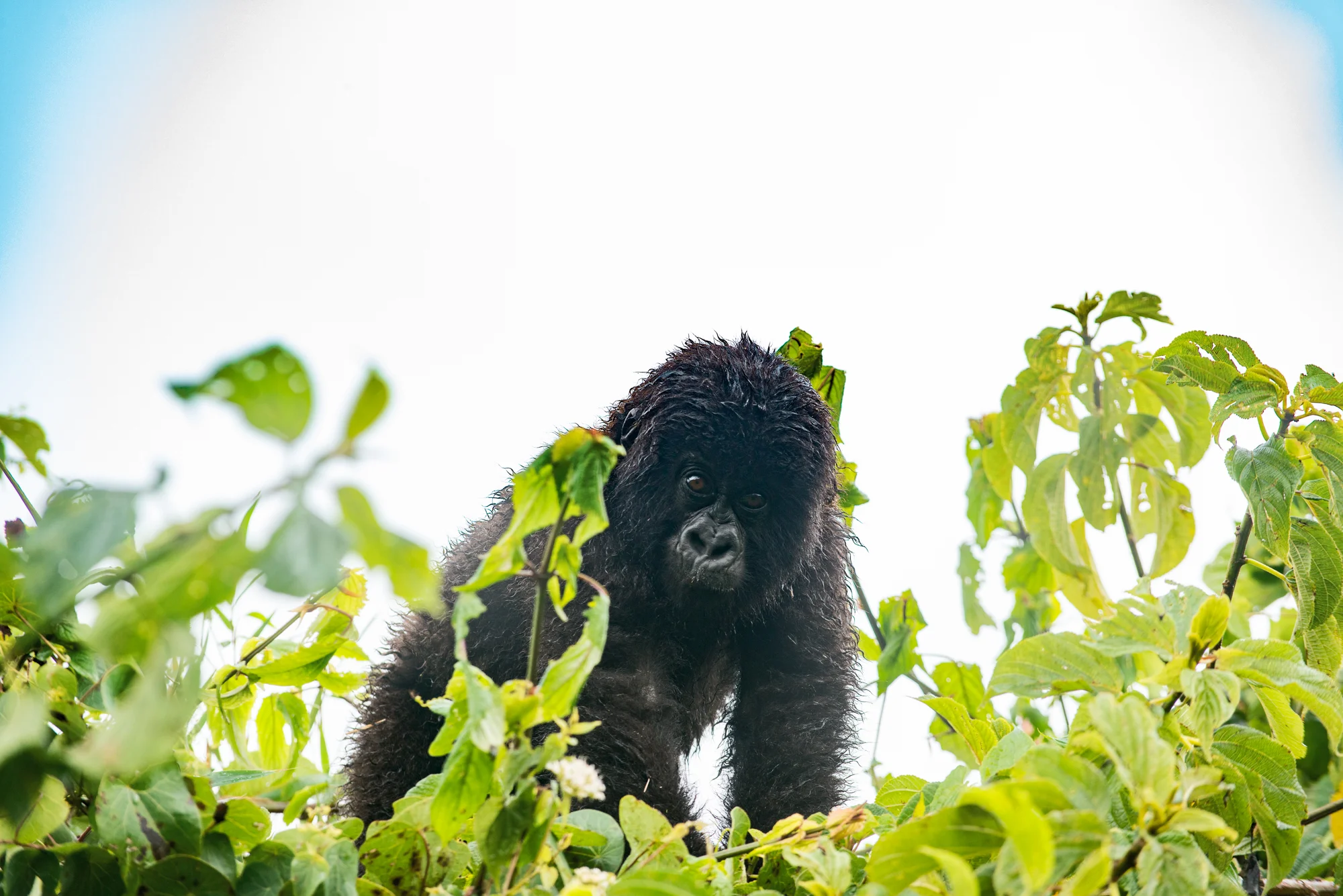 Randazzo_Gorillas_20150228_00300square3.jpg