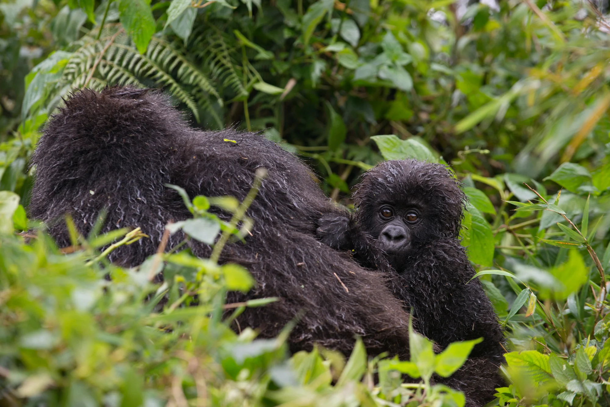 Randazzo_Gorillas_20150228_00354square3.jpg