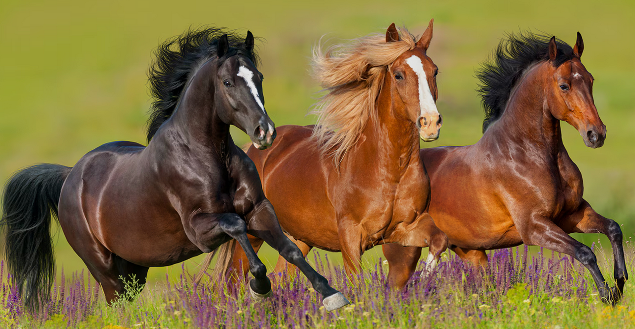 Can Feng Shui Make you Wealthy in 2026                   the Chinese Year of the Fire Horse