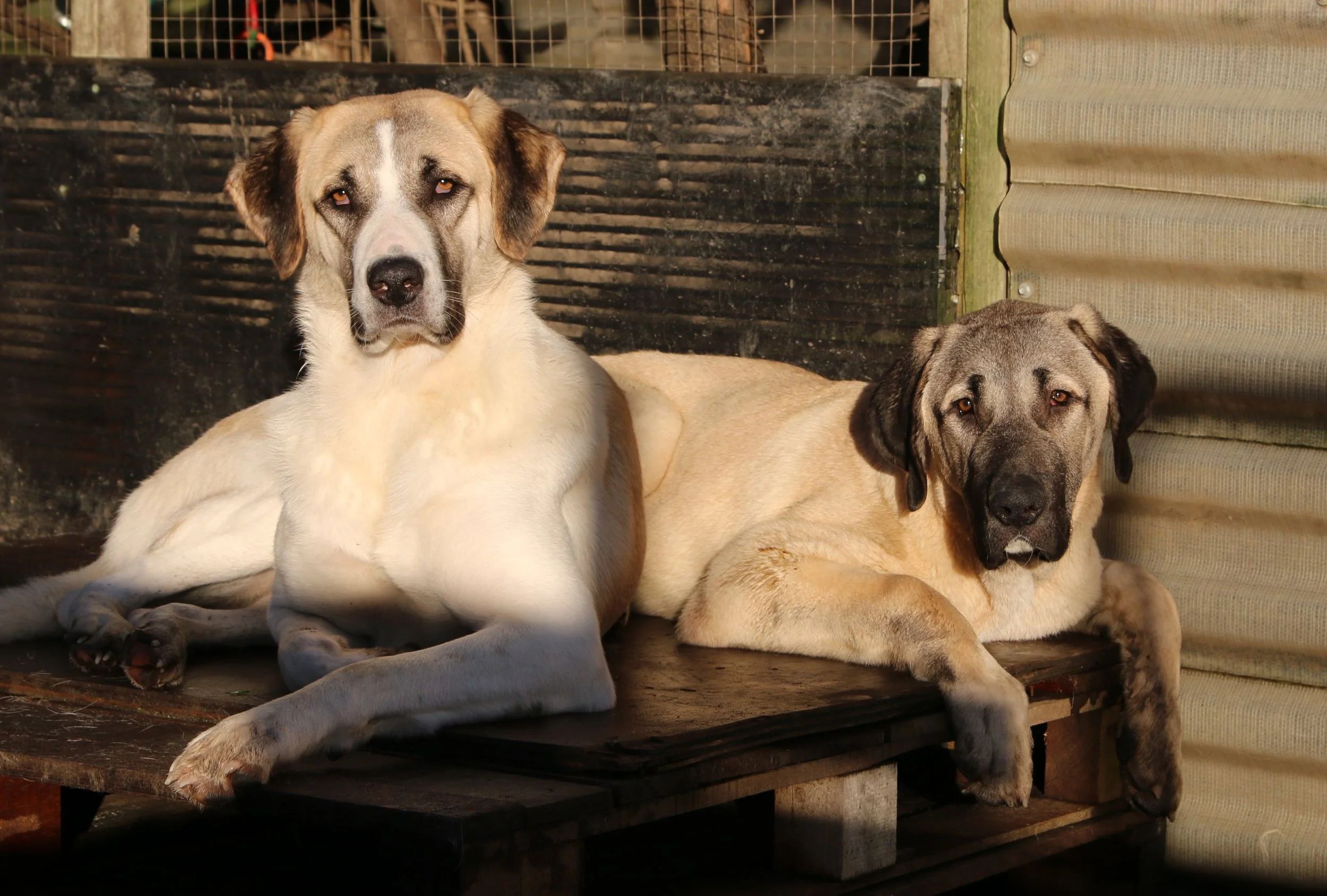 Zeyna and Denzil.jpg