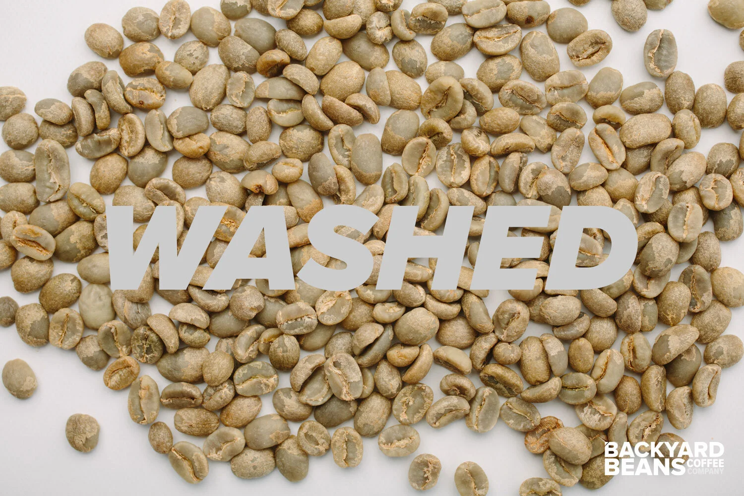 Coffee: Washed vs Natural Process Backyard Beans Coffee Co Coffee: Washed vs Natural Process Backyard Beans Coffee Co