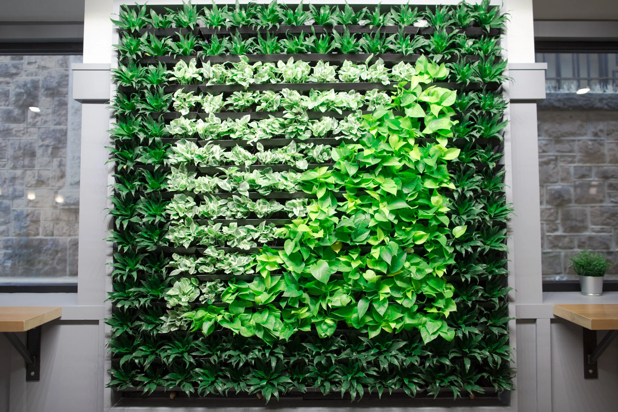 Image of Backyard Beans Ambler Cafe Plant Wall