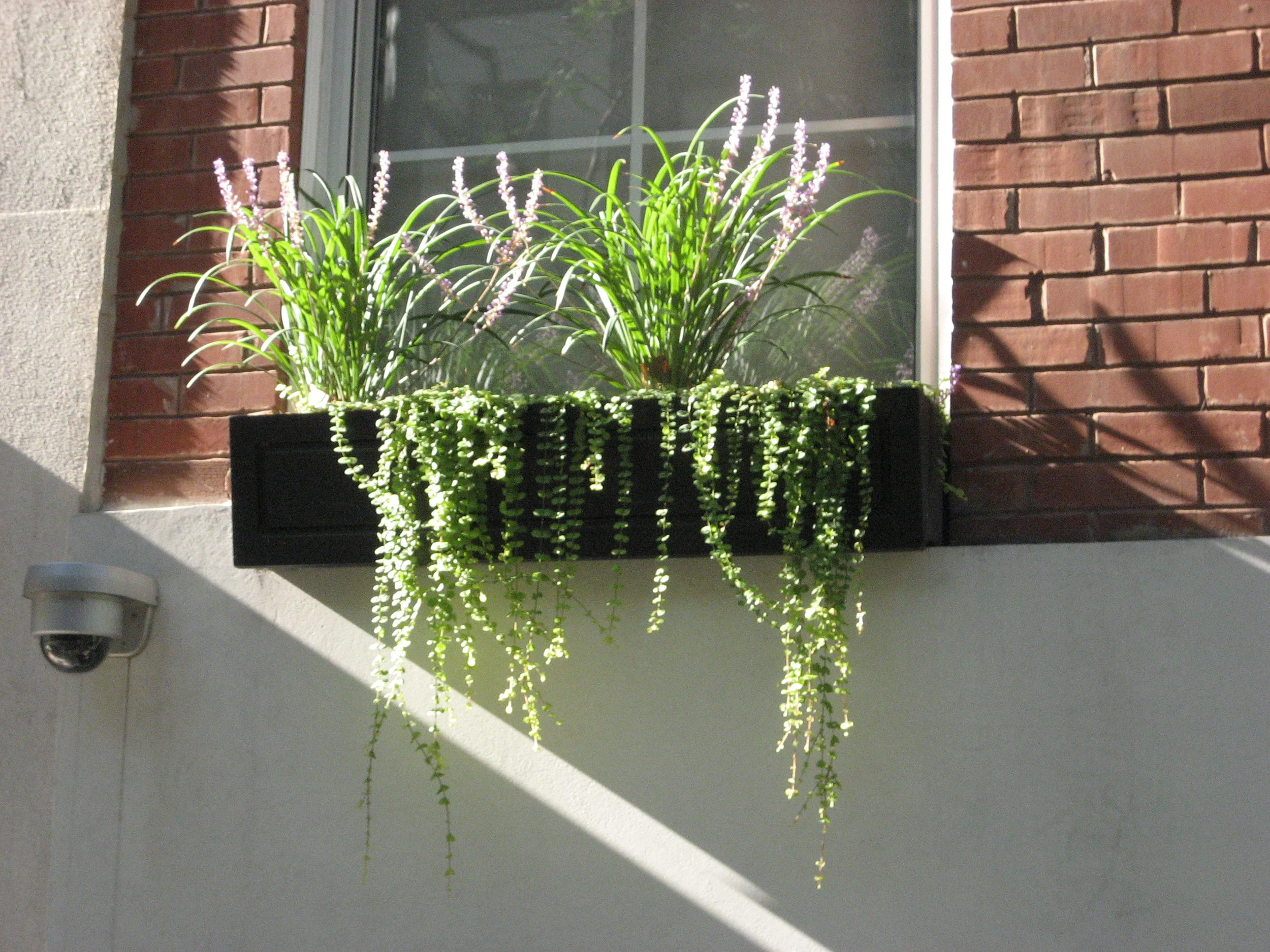 51 st window boxes.JPG