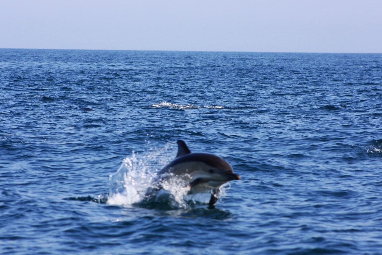Pembrokeshire Coast Dolphins