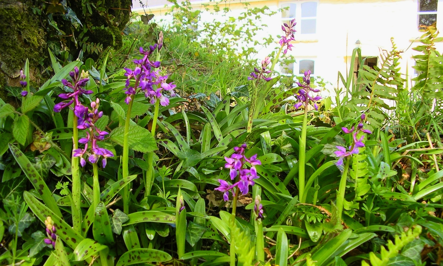 Wild orchids in May