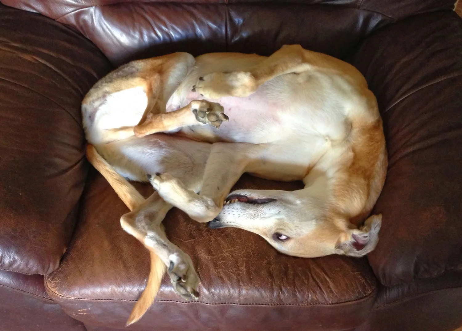 Are Greyhounds Good Guard Dogs