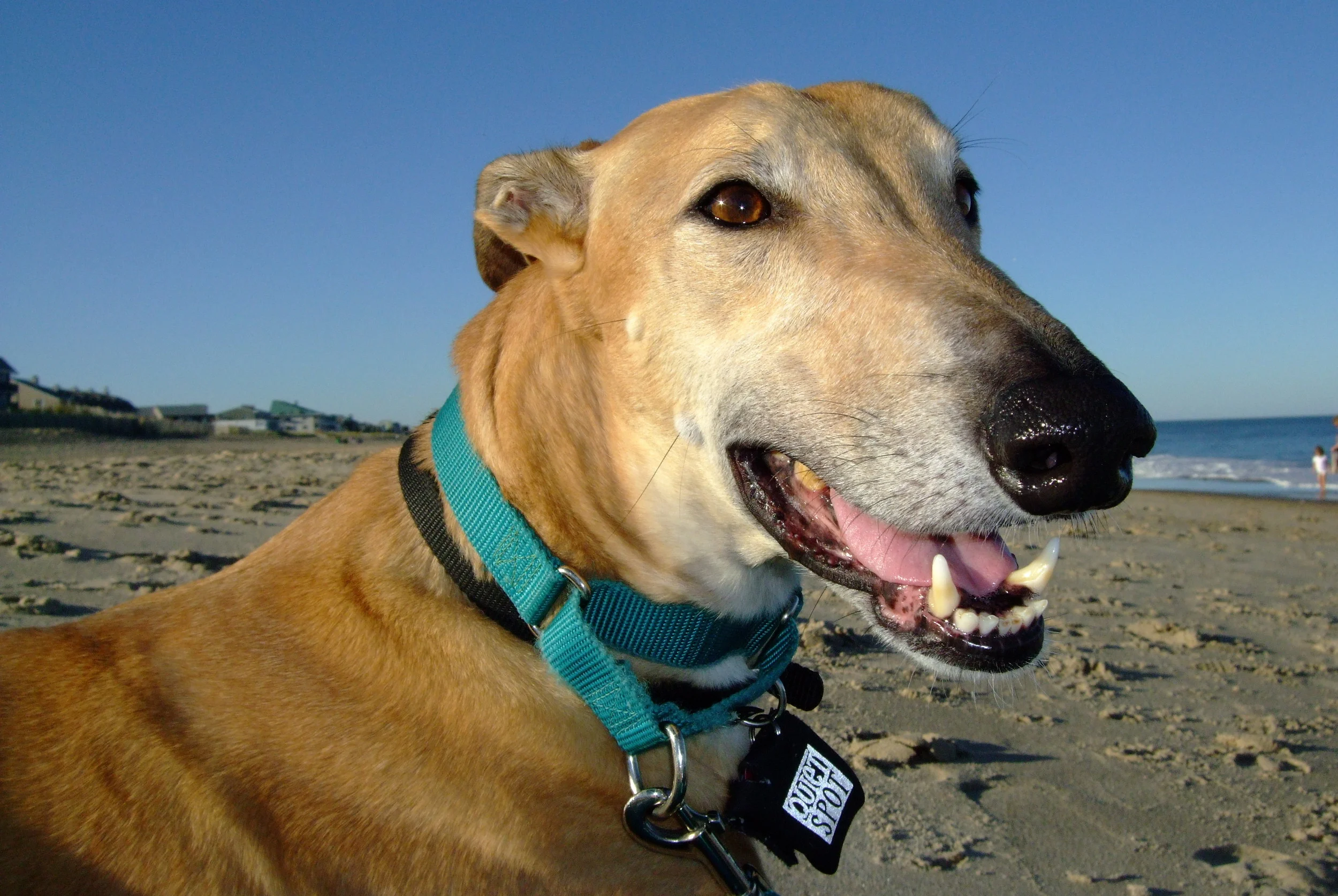 max2011.jpg