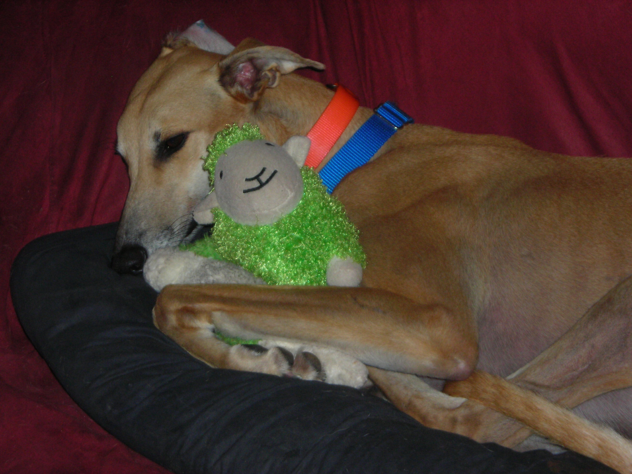 anubis_and_toy.jpg
