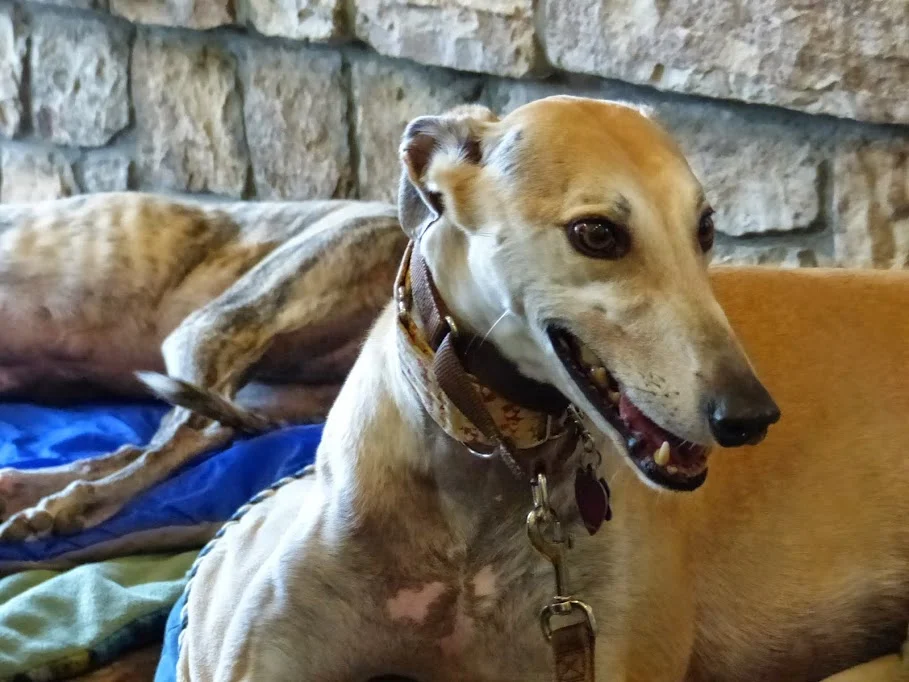 How Much Does It Cost To Adopt A Greyhound