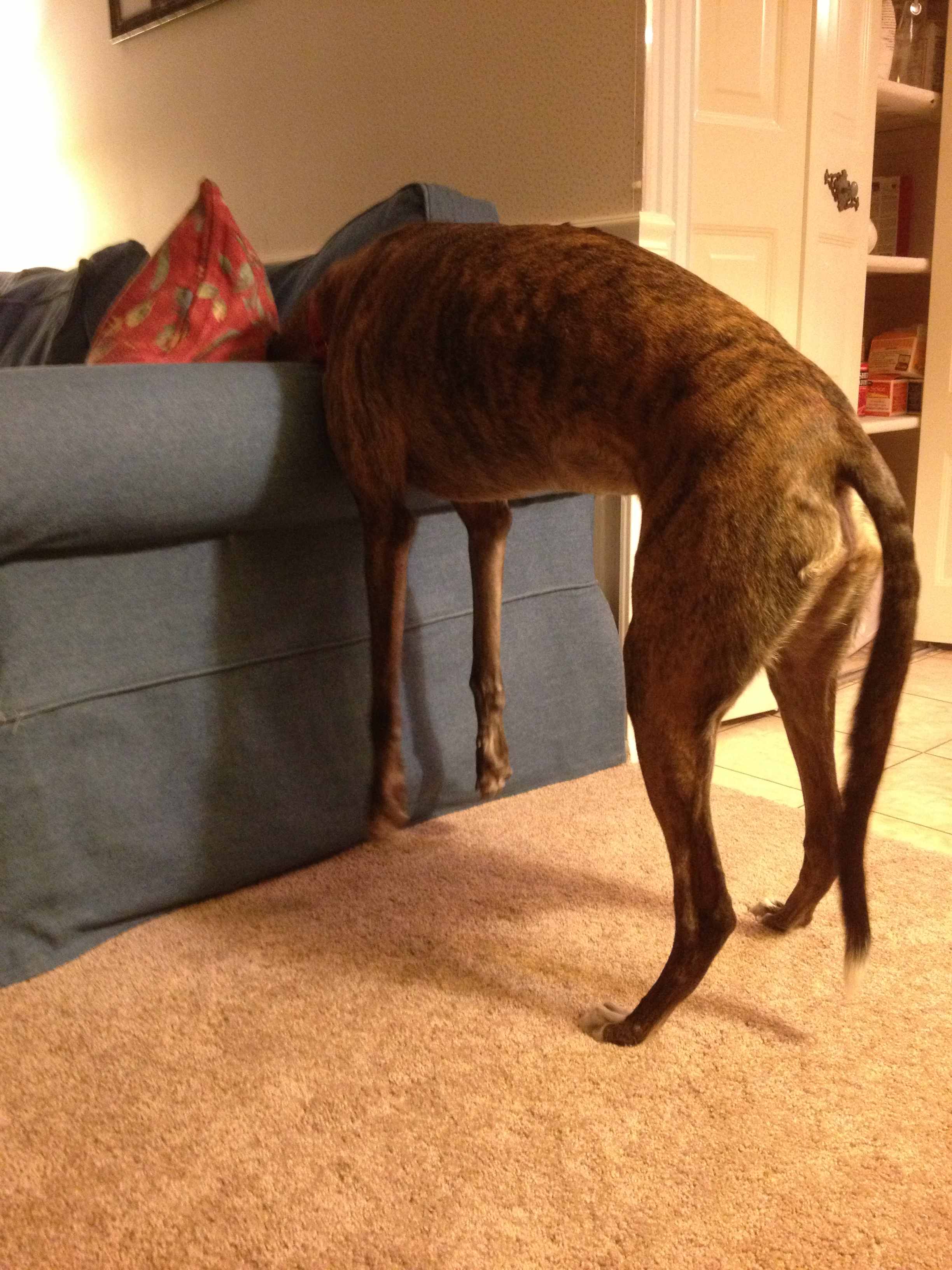 Capri being silly.