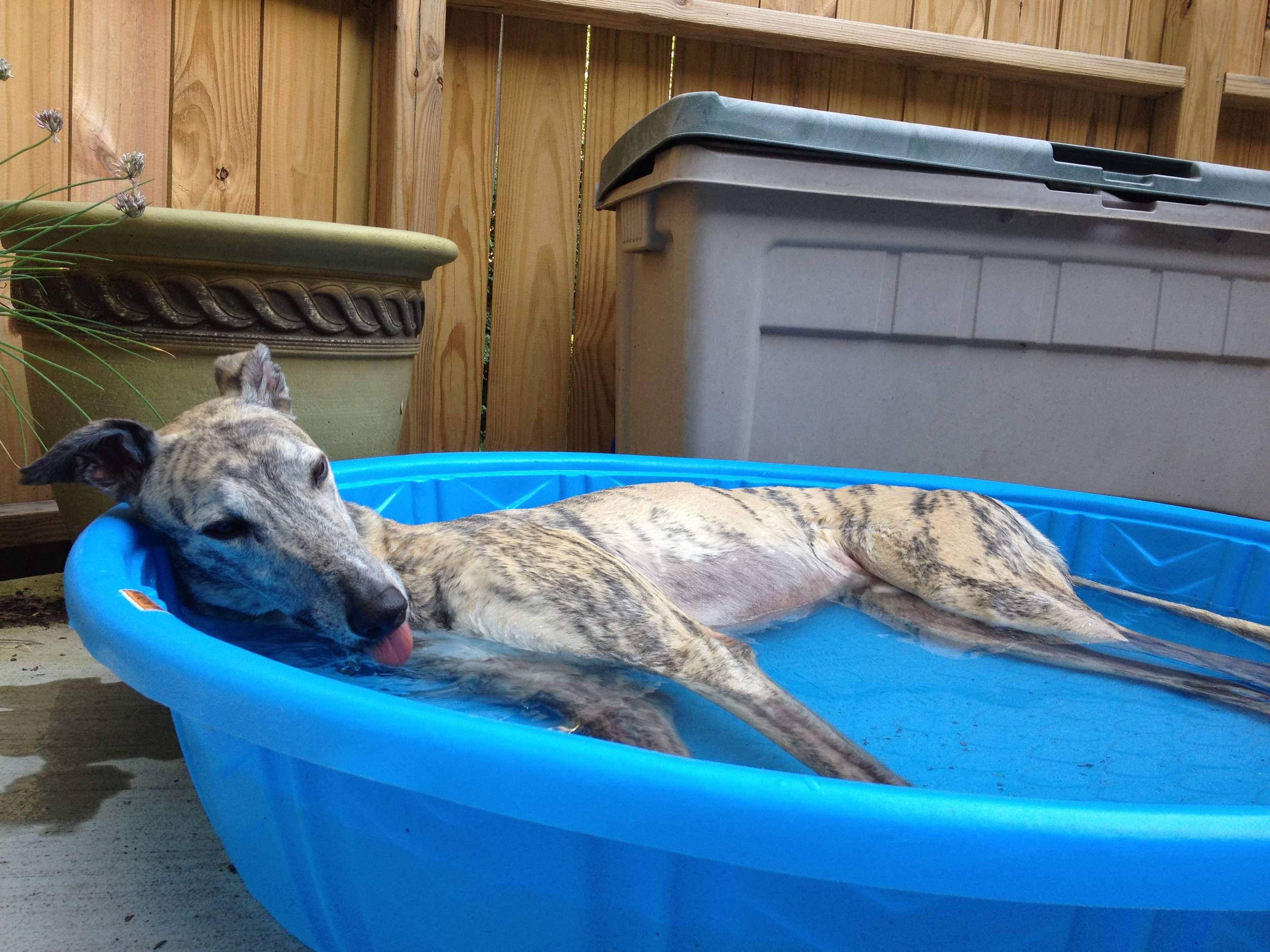 Ajax relaxing in the pool.