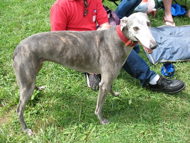 greyhound blue brindle