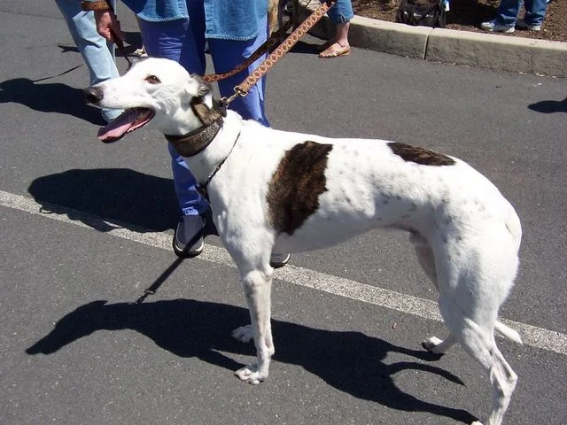 white_brindle1.jpg