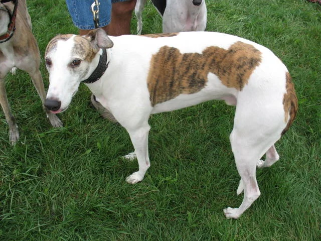 white_brindle2.jpg