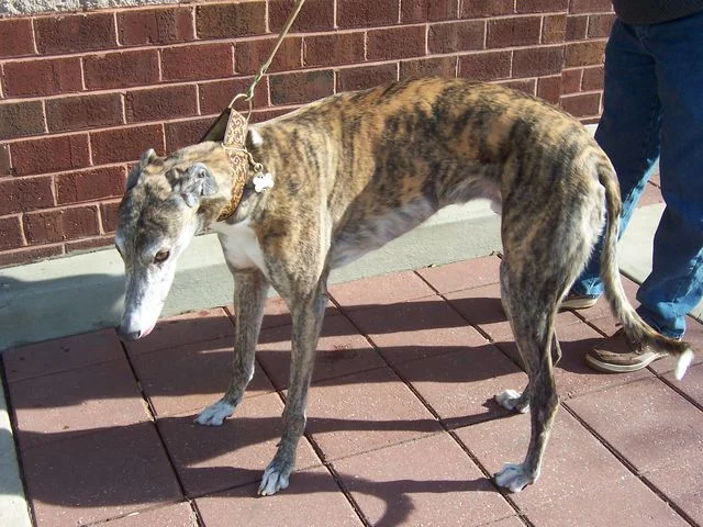 red_brindle1.jpg