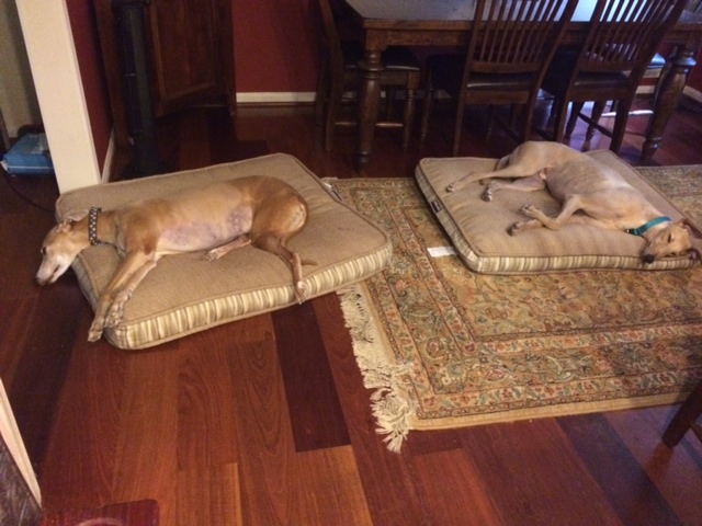 Squiggy on his first night home with new sister Jewel