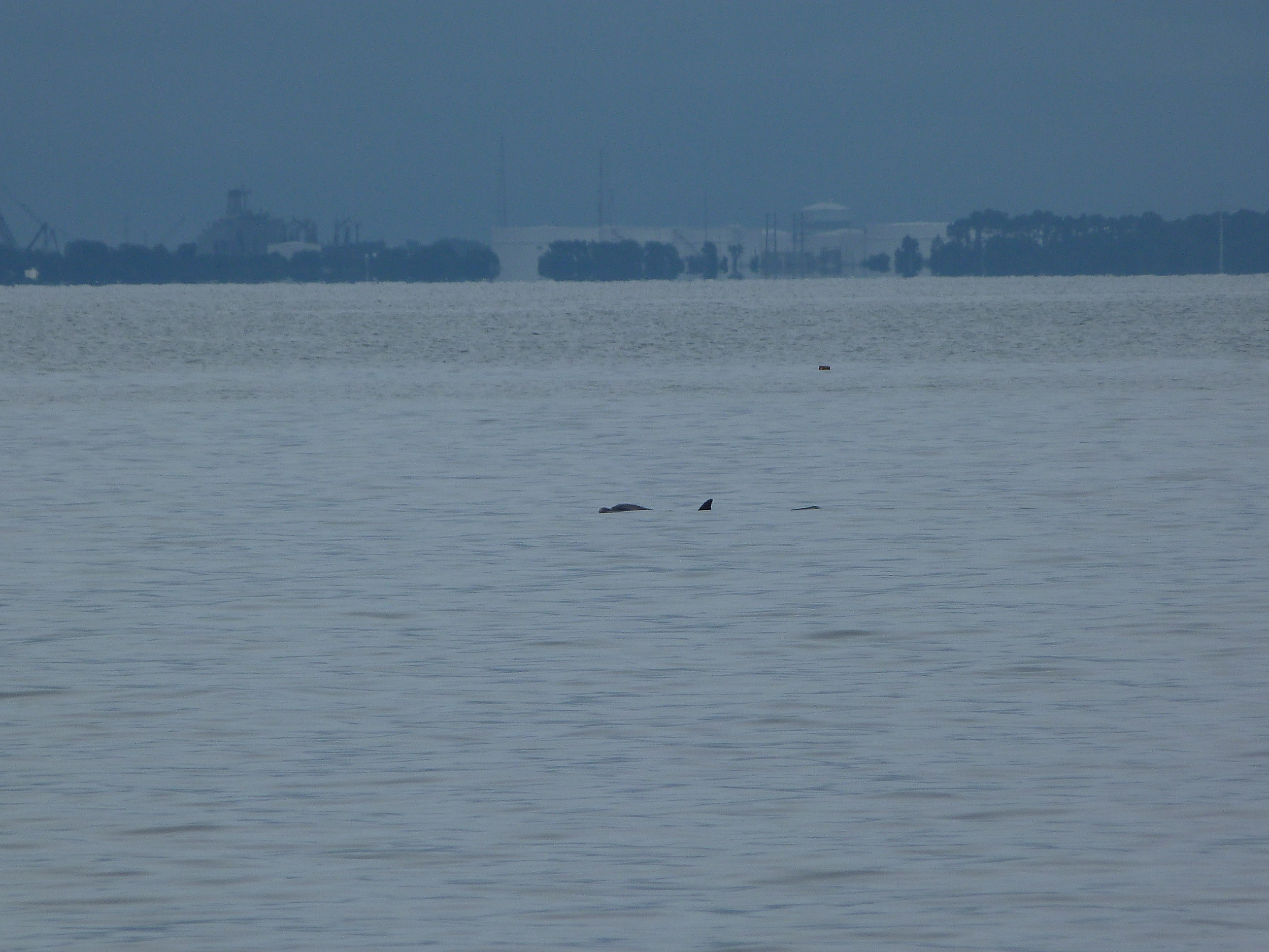 Luke got to see dolphins!