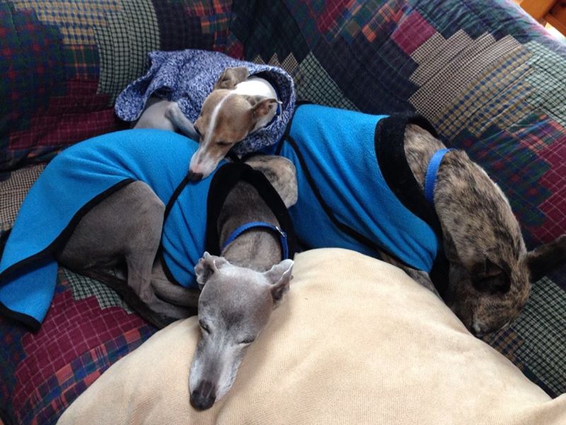 greyhound winter boots