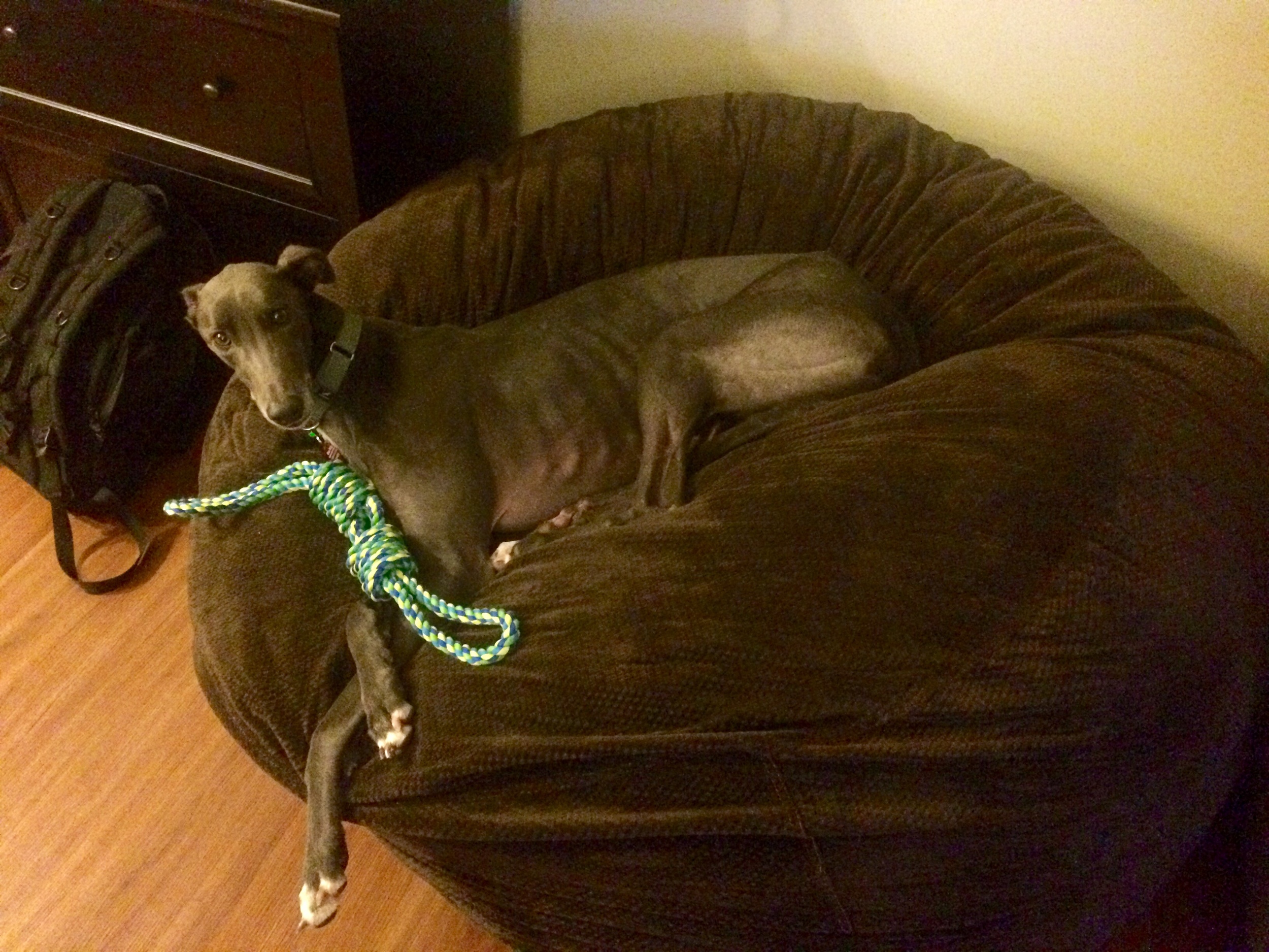 Lucky in his new home... now that's the plushest dog bed we've ever seen!