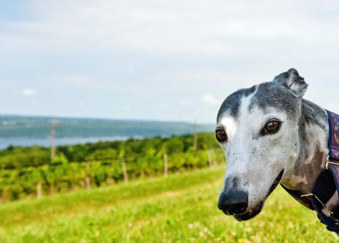 Meet Bella Como, beloved greyhound, best friend and Therapy Dog Extraordinaire. 