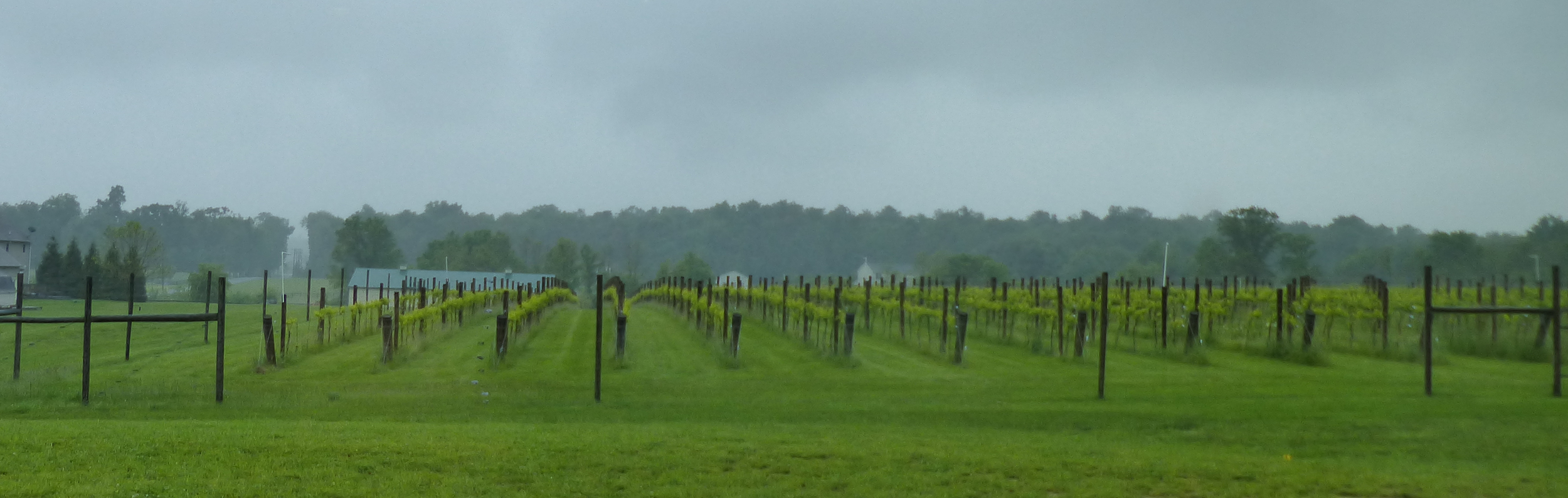 The rains watered the vines while we were all comfortable inside the tasting room!