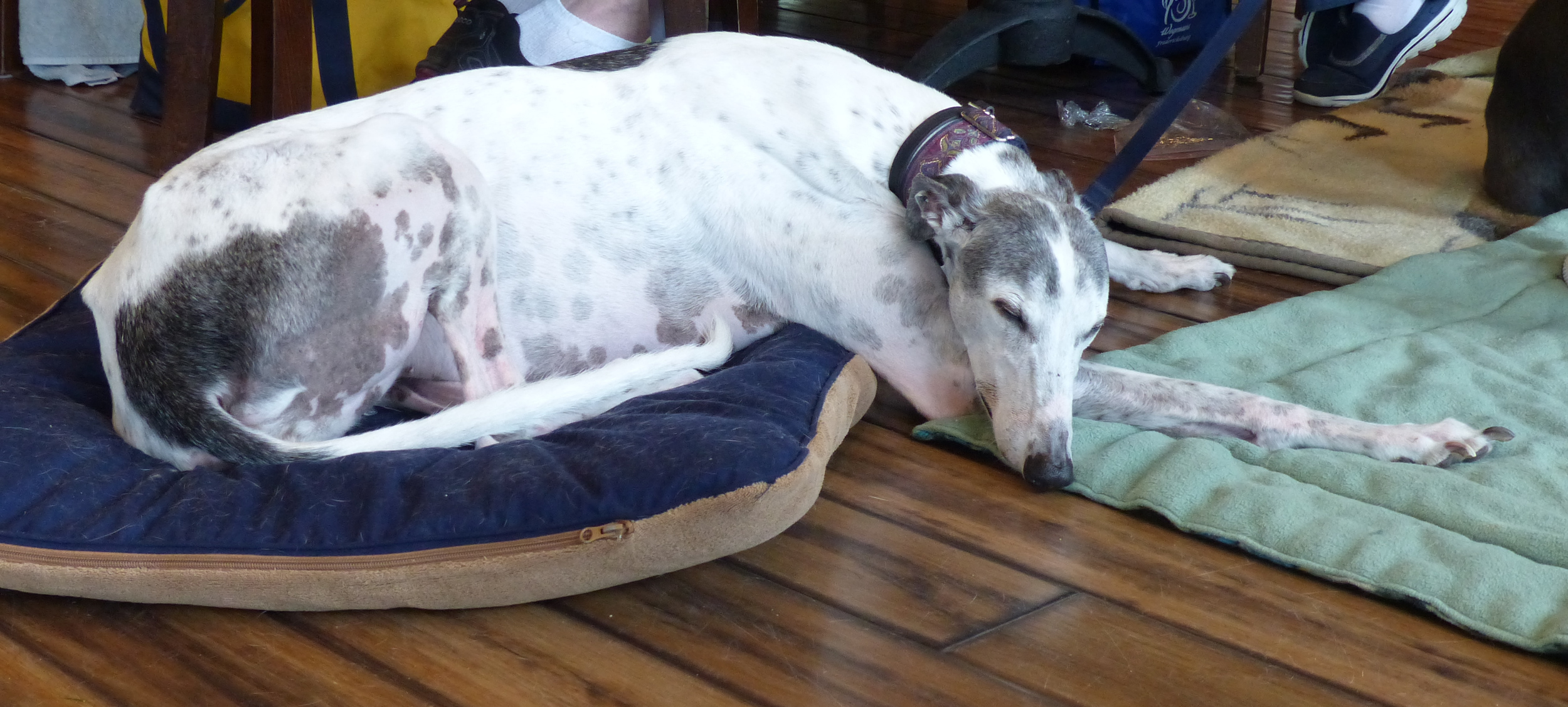 Bella Como tries to get some shut-eye!