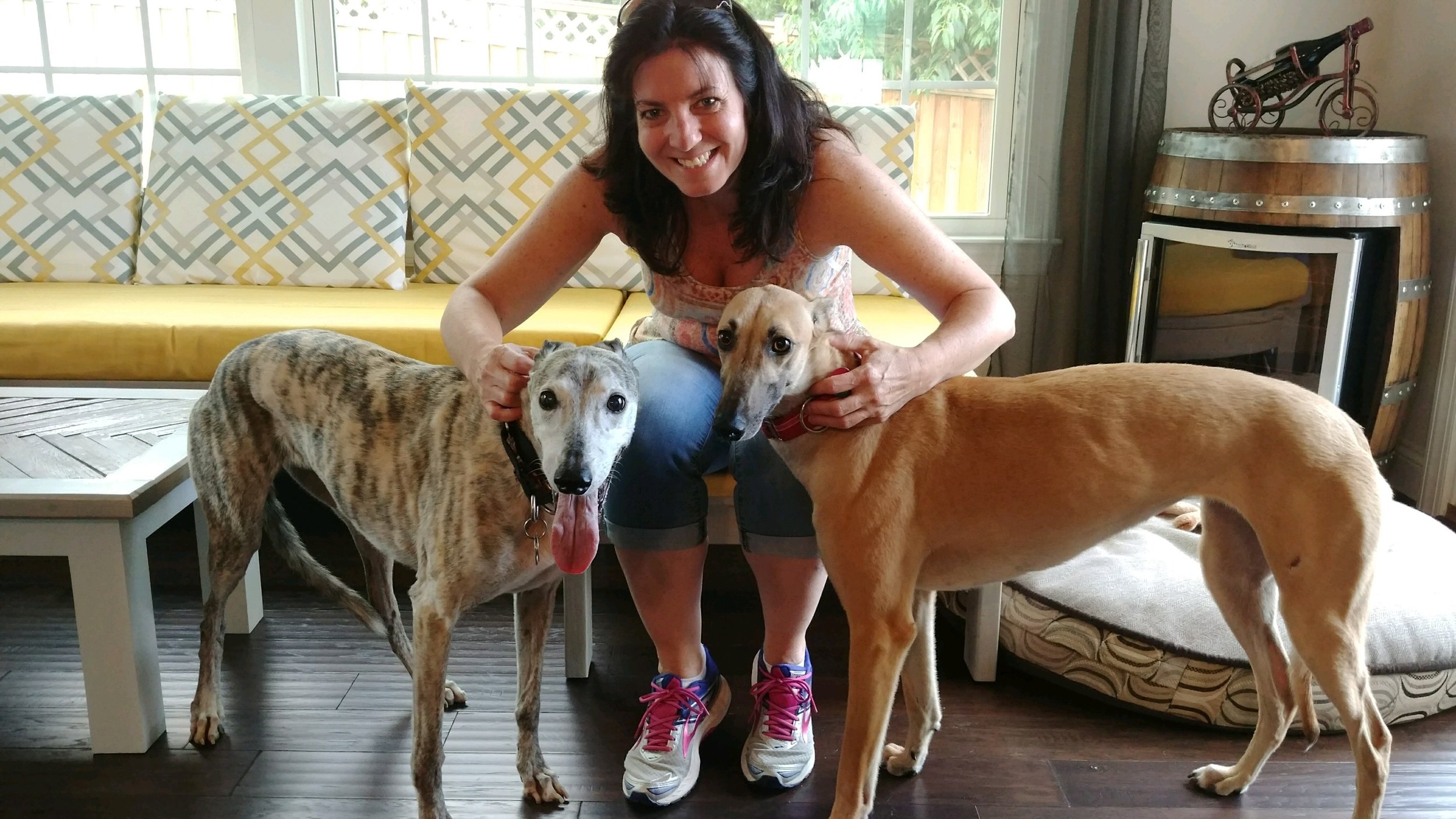 Christine is not only a long time member but has been a long time board member for BRGA. She is an amazing ambassador for our wonderful Greyhounds. After recently losing her buddy, Solo, Christine and Gracie knew they had lots more love to give! They welcomed Joy into their home. Joy is a sweet, shy, red fawn Grey who immediately loved her new place...she "Roached" the first day!! BRGA is so excited to have Joy in the pack! 