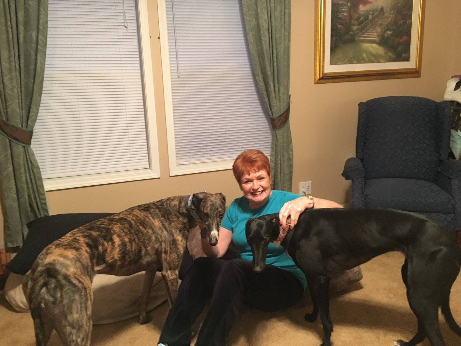 At last we can say Katy Del Sol's full sister, Kassi (now Lucy Lu) has a permanent home. Our adoption coordinator, Julie heard back in June that Lucy was coming off the track for good! With the help of FL and the BRGA team, Julie arranged to have Lucy brought up here for adoption. Nancy, a long time friend of the BRGA President and even longer time Greyhound owner in NY heard about Lucy and said, "Yes!" I'd be happy to foster her! Little did Nancy realize how sweet Lucy was and how well she fit into her Greyhound family. She just had to adopt her! (we call that a "successful foster fail") Lucy is enjoying life up in NY with her sweet friend, April, a brindle Grey. Please welcome Nancy, Lucy and April into the BRGA clan!