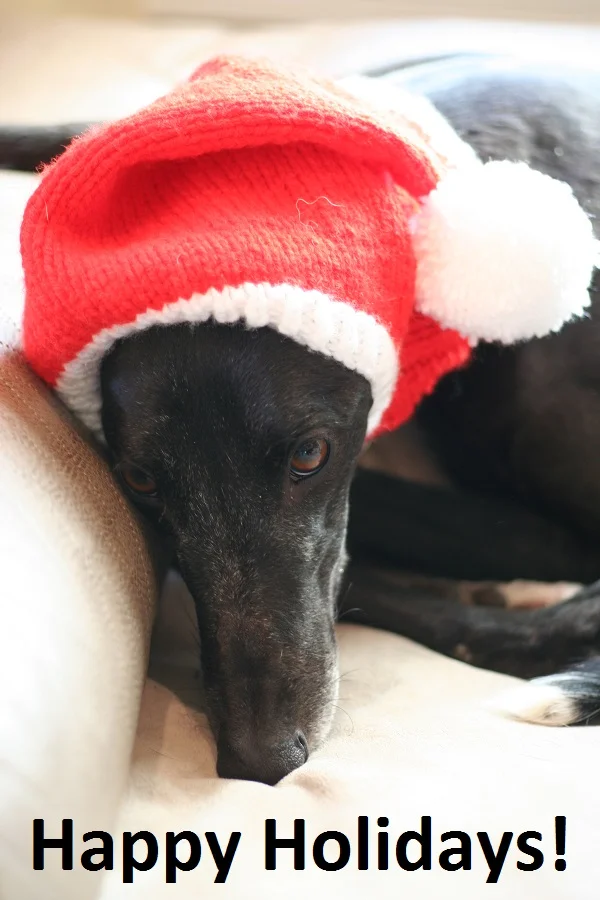 Dear Santa, I have been really good this year. I watered the Christmas tree at least 10 times. Mom and Dad really liked it because they took me outside to play every time. I also took Mom and Dad for a walk every day. Dad needs the exercise. You should really try these cookies and carrots Mom and Dad left for me tonight. Your Best Friend, The Greyhound