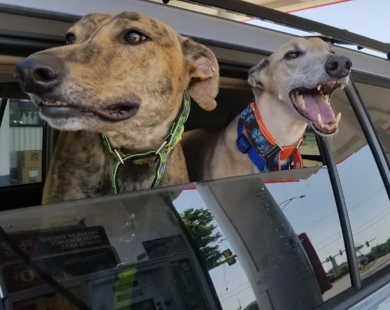 Joey and Heidi love car rides.jpg
