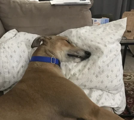 Flynn%20power%20napping.jpg